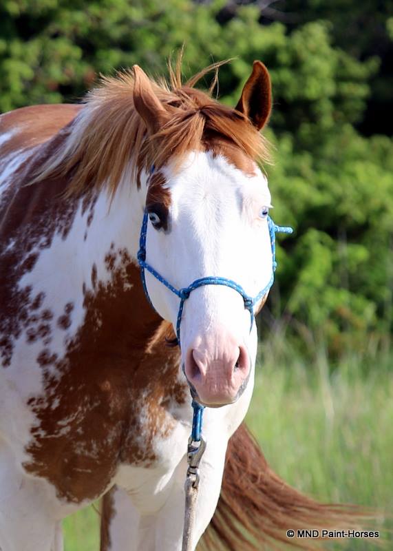 Seriously A Lady, paint-horse mare, overo, by Seriously Secure